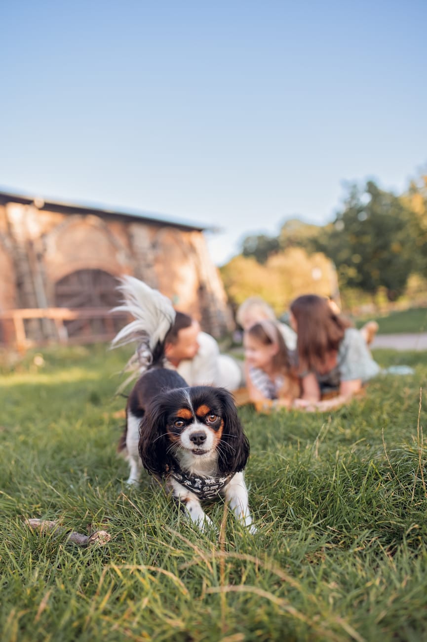 Rodzina w parku z psem sesja rodzinna w plenerze Gdynia