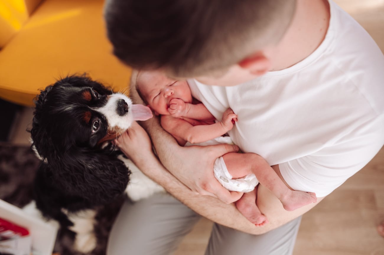 Pies cavalier zagląda do noworodka sesja noworodkowa z psem Gdynia