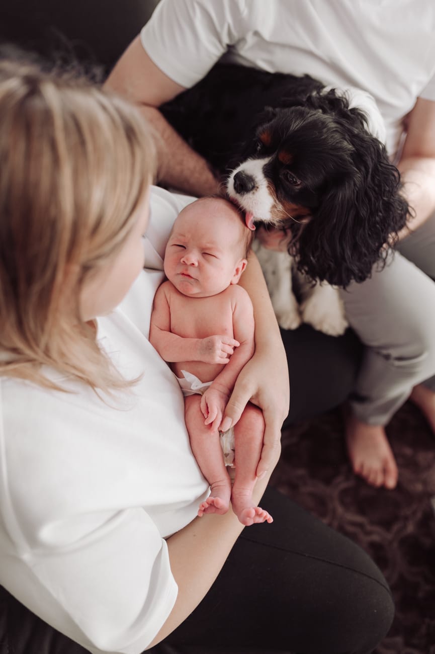 Pies wącha noworodka sesja noworodkowa lifestyle z psem Gdynia