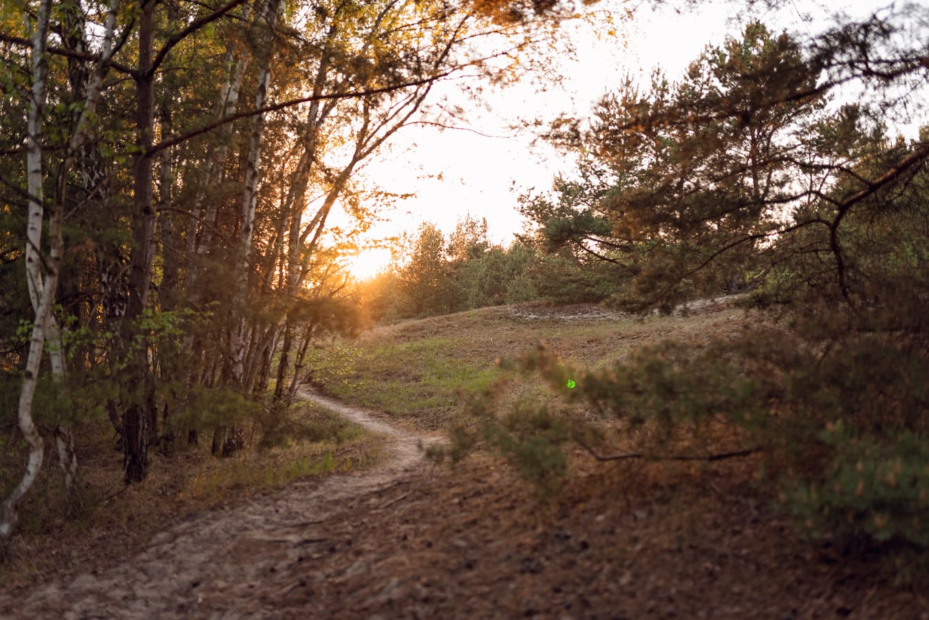 Nadmorski las zachód słońca rodzinna sesja ciążowa