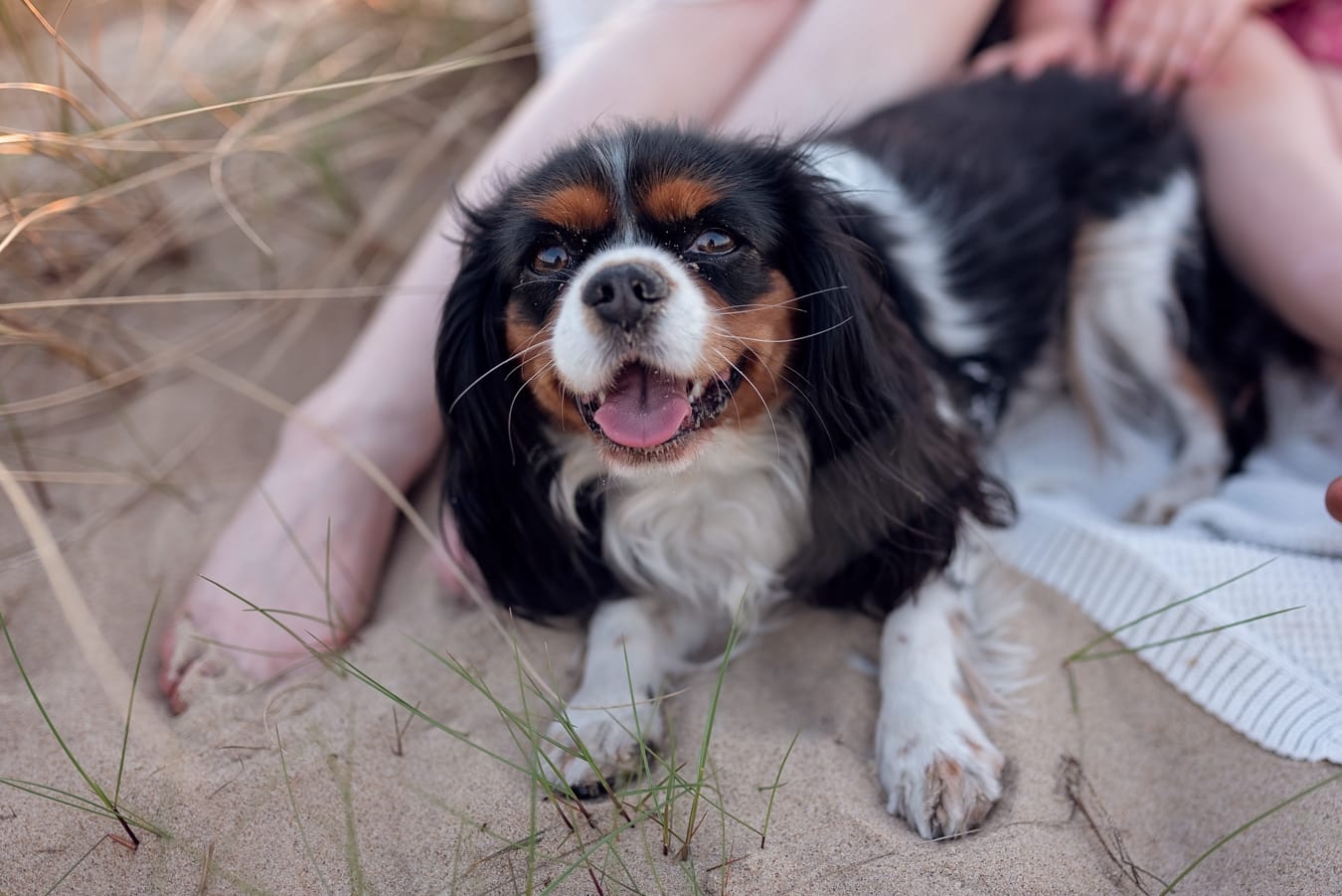 Pies rasy cavalier rodzinna sesja ciążowa plaża
