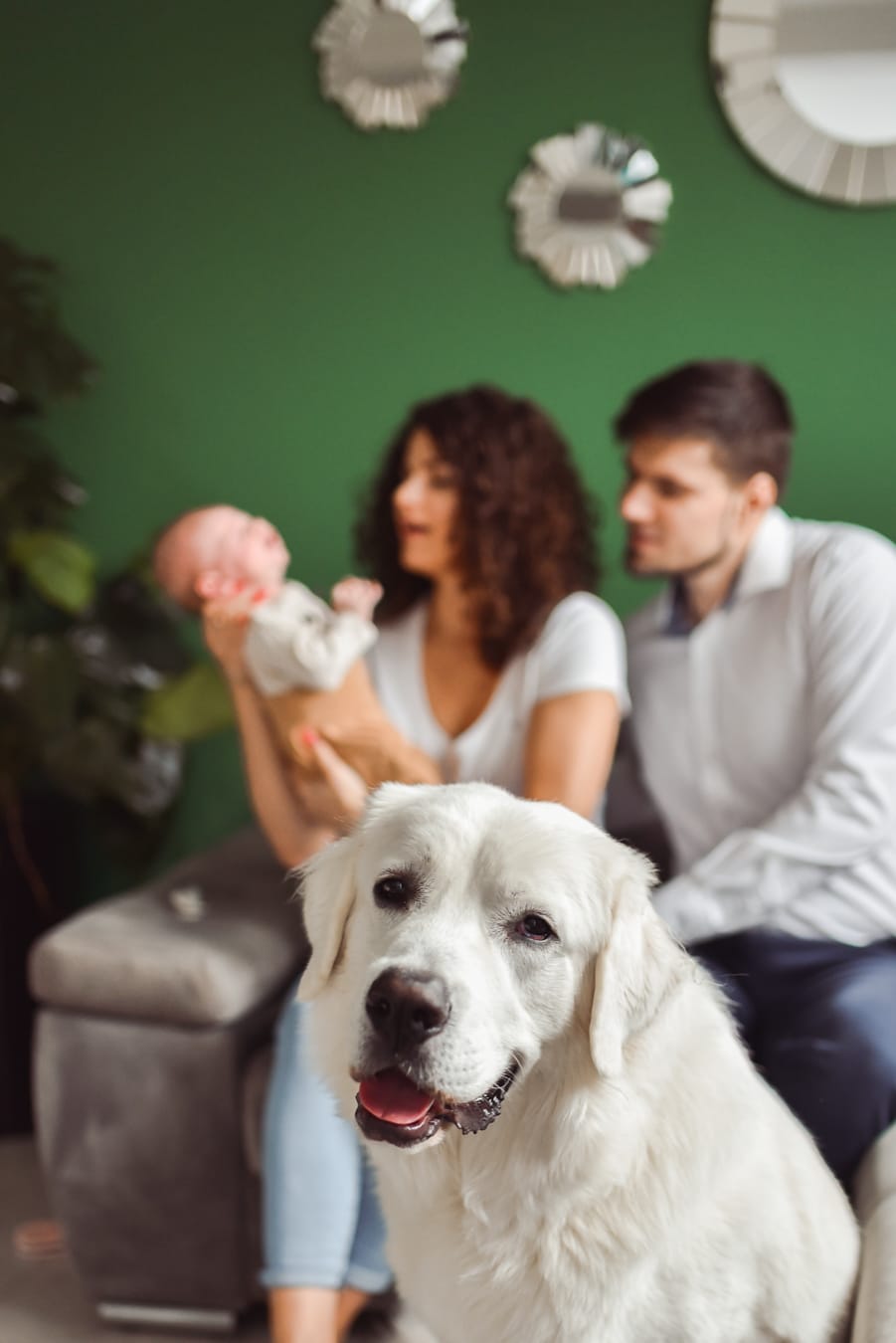 Owczarek podhalański czuwa przy rodzinie sesja Gdynia
