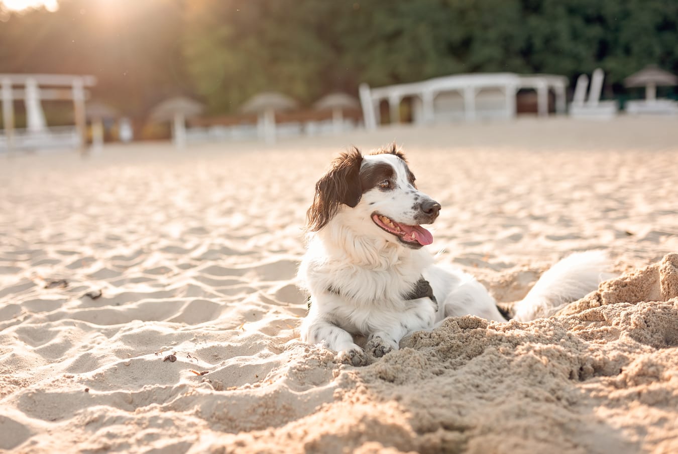 Pies na plaży zachód słońca sesja rodzinna z psami Sopot