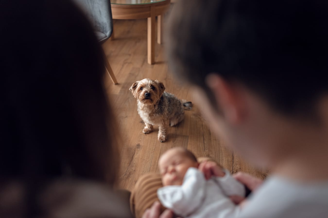 Pies wpatrujący się w młodych rodziców z noworodkiem sesja noworodkowa w domu Gdańsk
