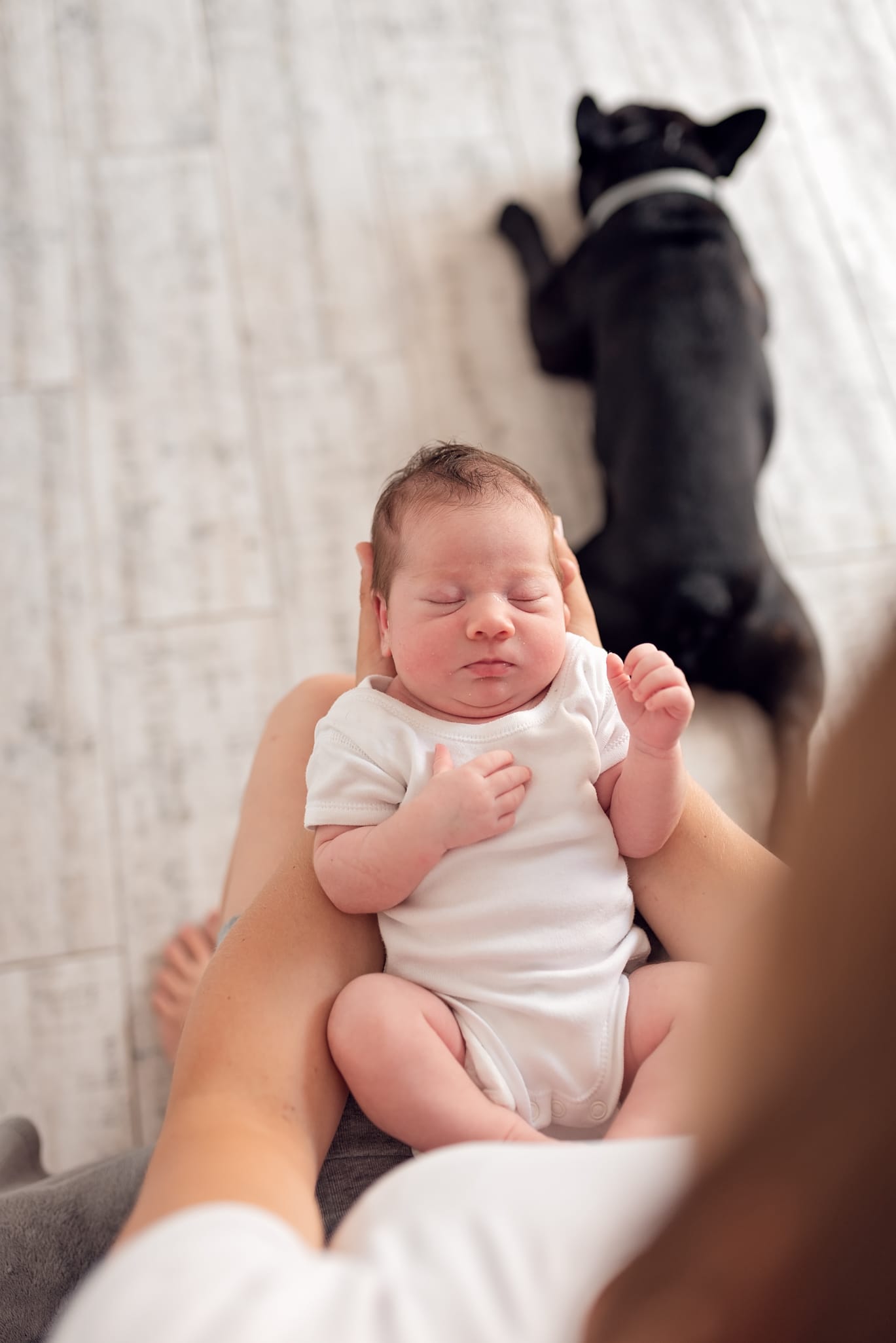 Noworodek na kolanach mamy pies obok sesja z psem Trójmiasto