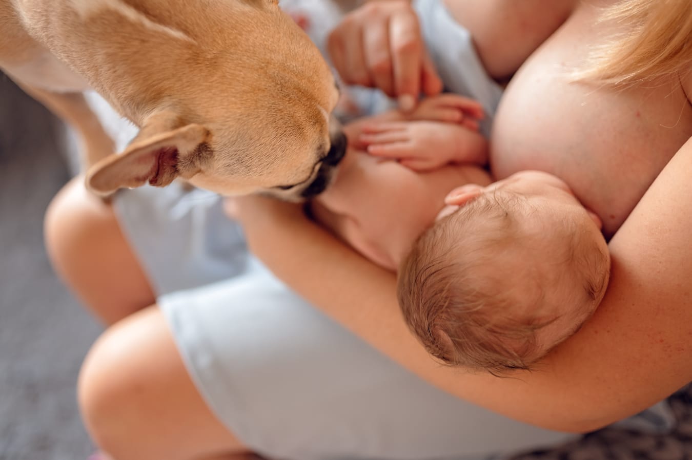 Pies wącha noworodka karmienie piersią sesja z psem Trójmiasto