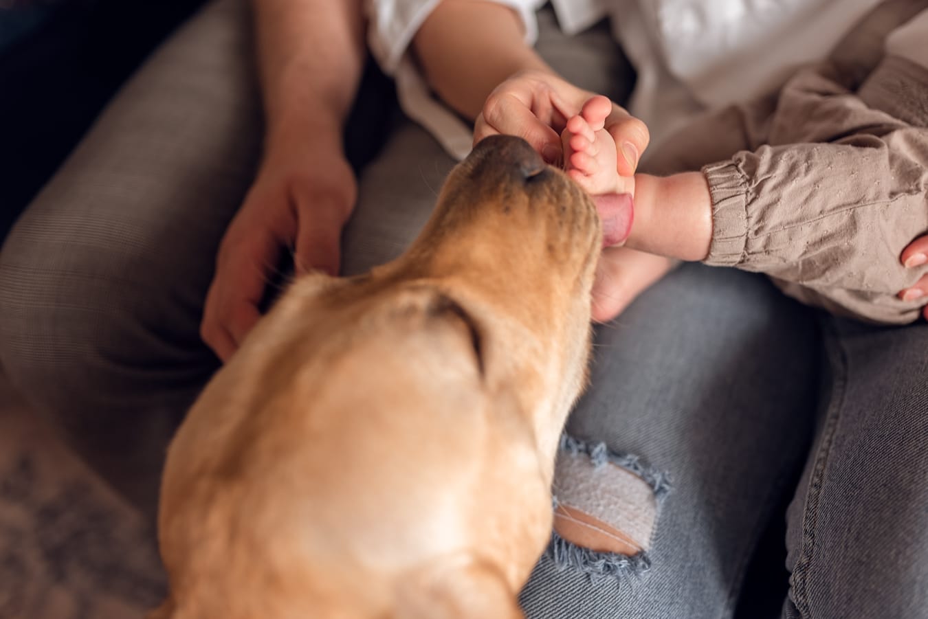 Pies liże stópkę niemowlaka sesja rodzinna z psem