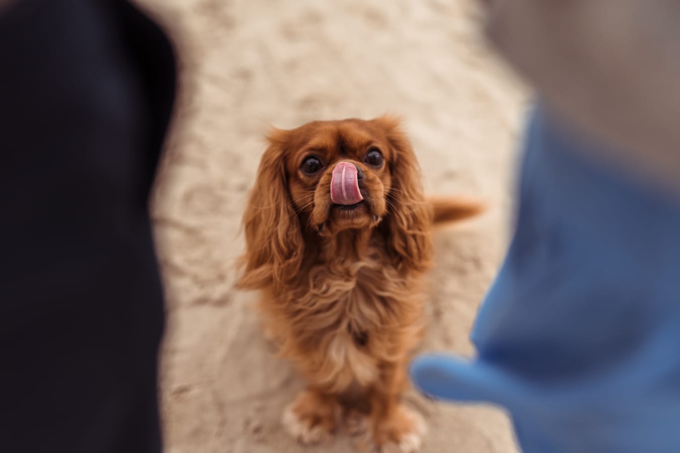 Cavalier na jesiennej plaży sesja ciążowa z psem