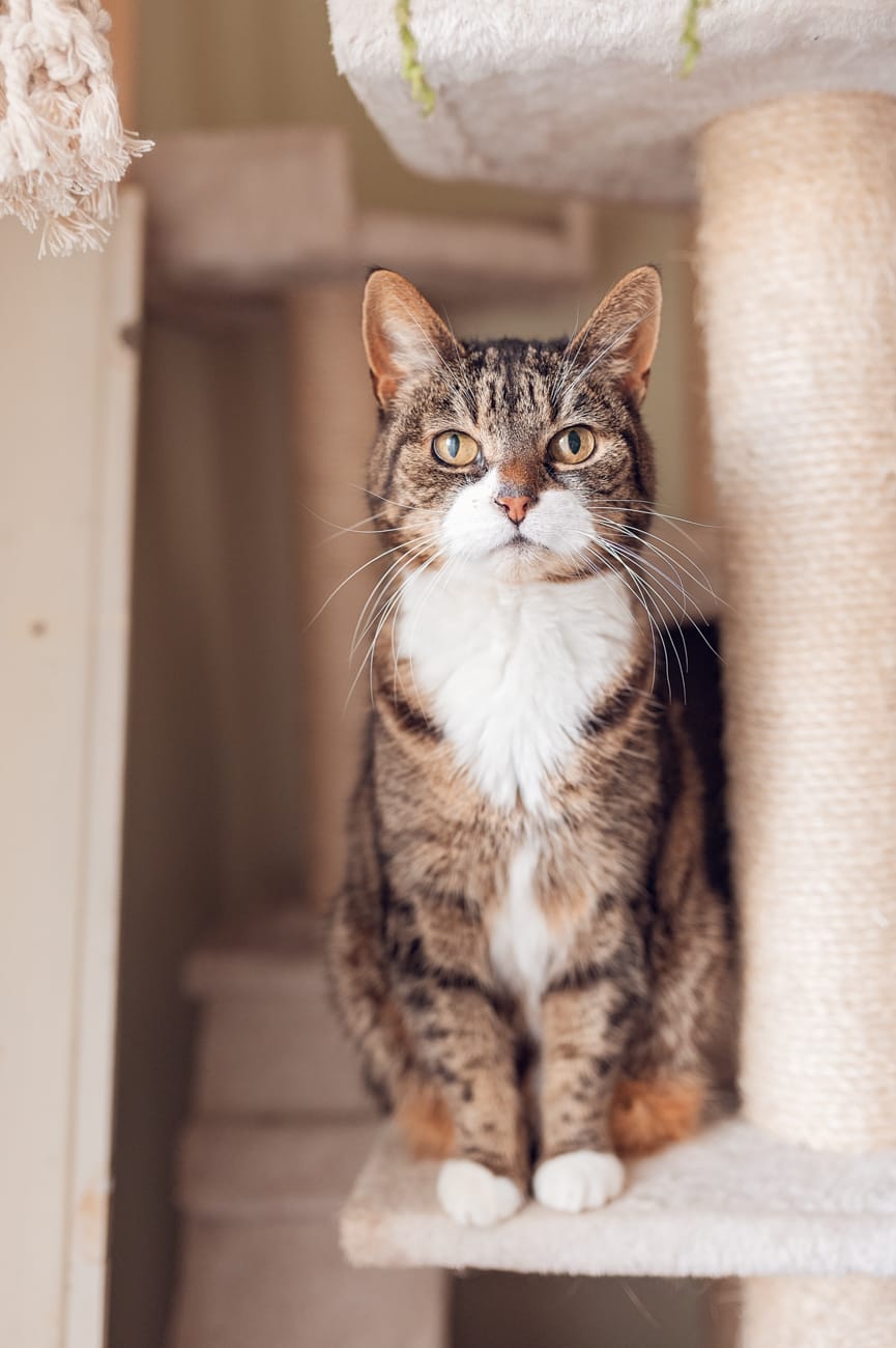 Portret kota sesja ciążowa w domu Gdańsk