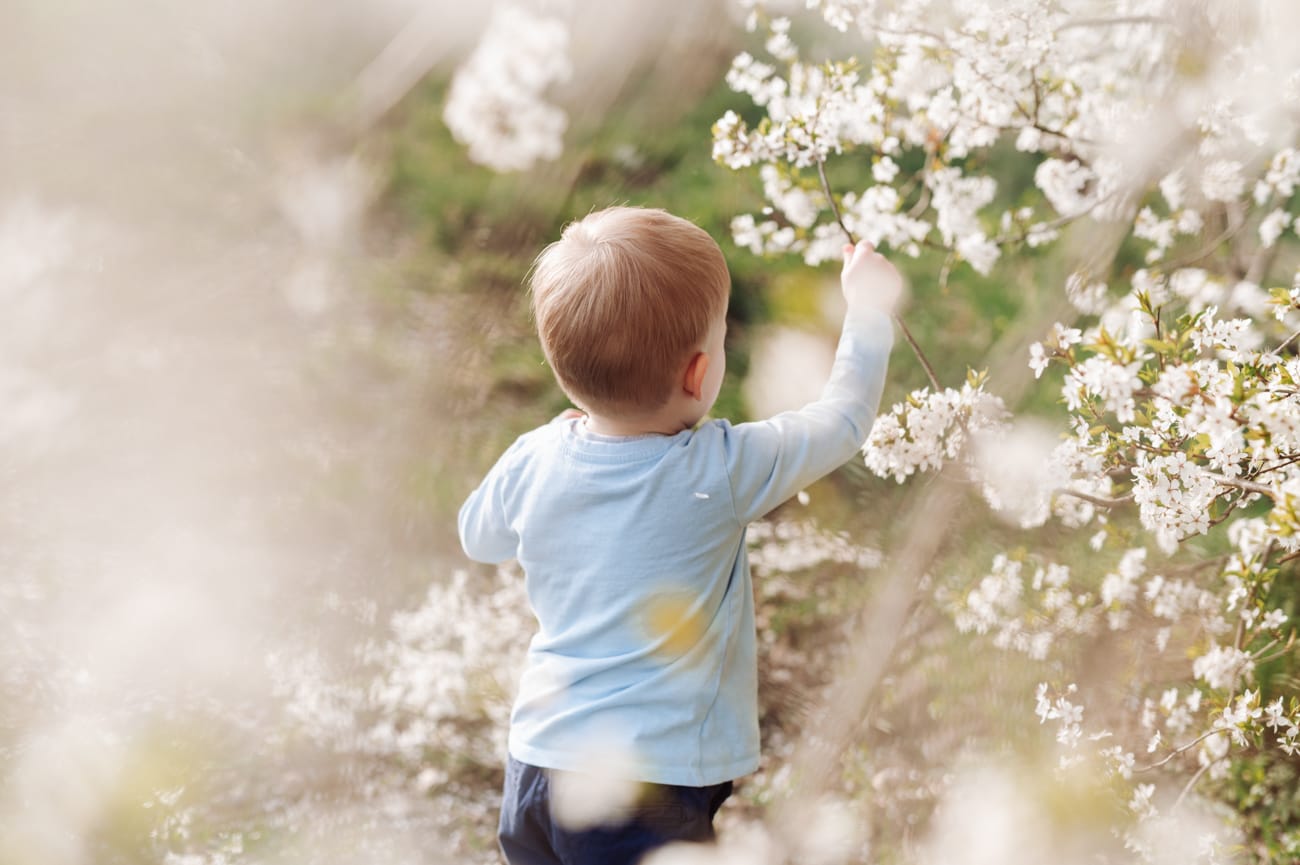 Dziecko zrywające kwiatki z kwitnących drzewek podczas wiosennej sesji z rodzicami.
