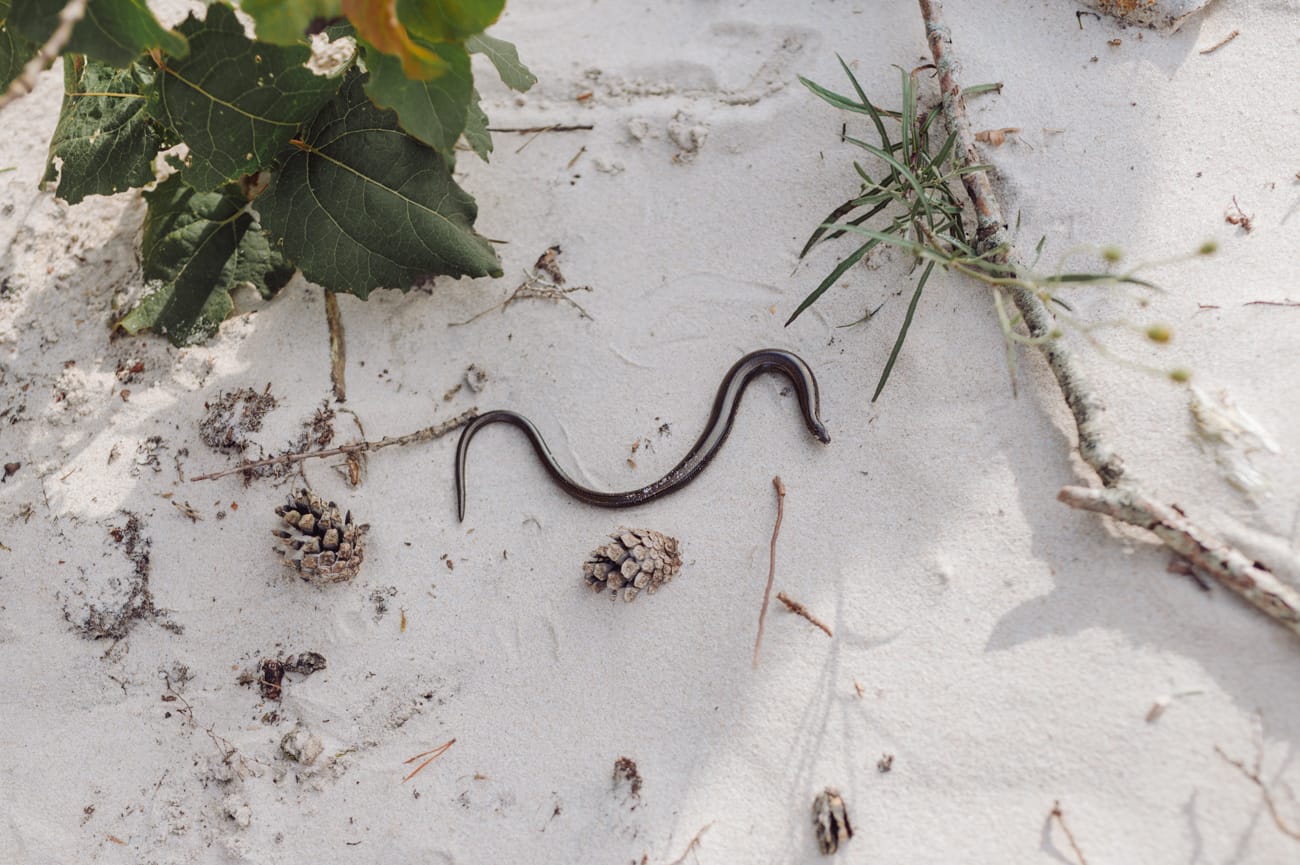 Padalec na plaży sesja rodzinna 