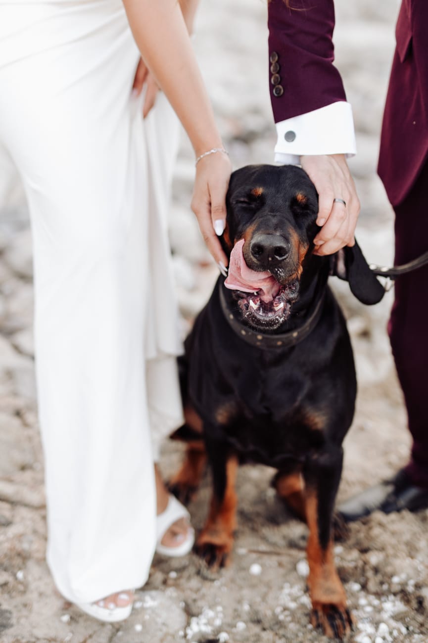 Duży pies na plaży sesja poślubna nad morzem Babie Doły