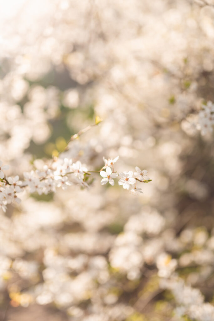 Miłość i ciepło młodej rodziny wyraźnie widać na tej sesji zdjęciowej w parku w Gdyni.