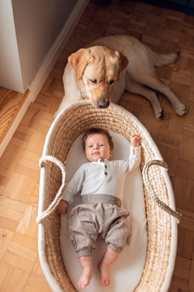 Pies i niemowlę w koszu Mojżesza podczas rodzinnej sesji zdjęciowej w domu, Gdańsk