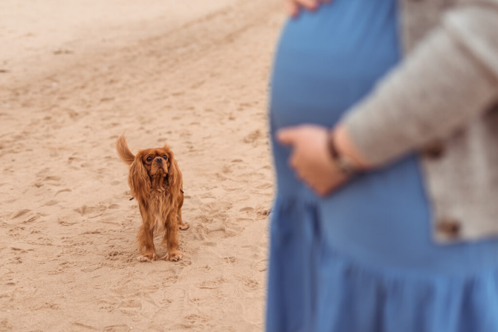 Sesja ciążowa na plaży z psem rasy Cavalier King Charles. Trójmiasto Gdańsk Gdynia Sopot.
